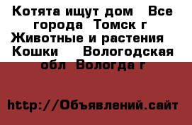 Котята ищут дом - Все города, Томск г. Животные и растения » Кошки   . Вологодская обл.,Вологда г.